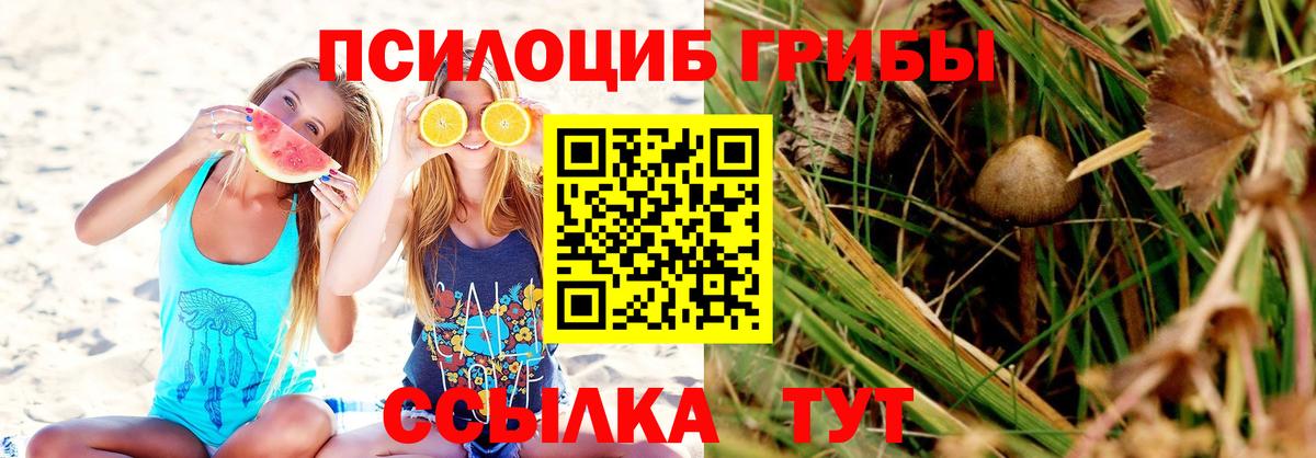 Галлюциногенные грибы Psilocybe Протвино